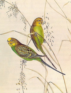 Zeichnung von Goulds 1851